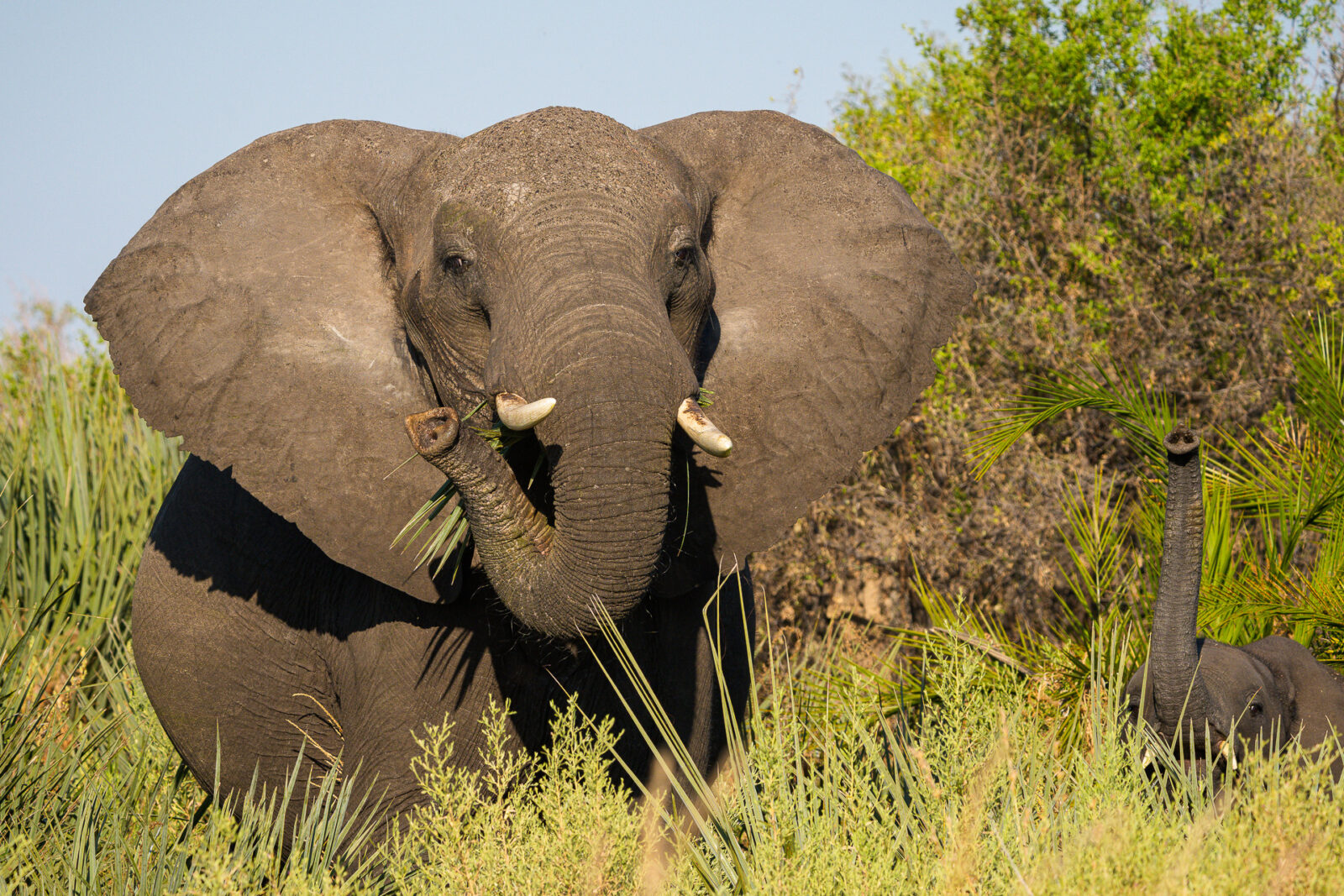 Kanana sighting wildlife elephants