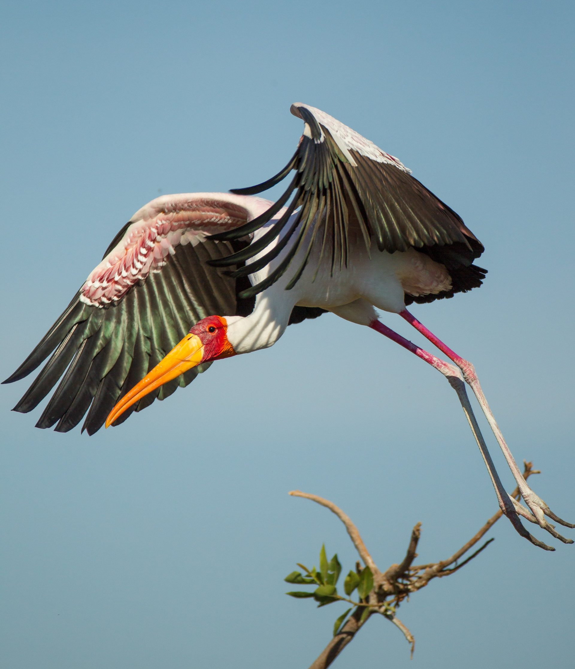 Kan nov19 heronry 45