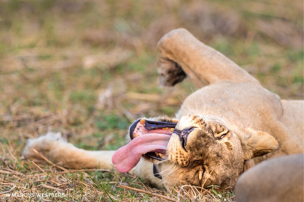 Kasonso Busanga Camp en Busanga Plains