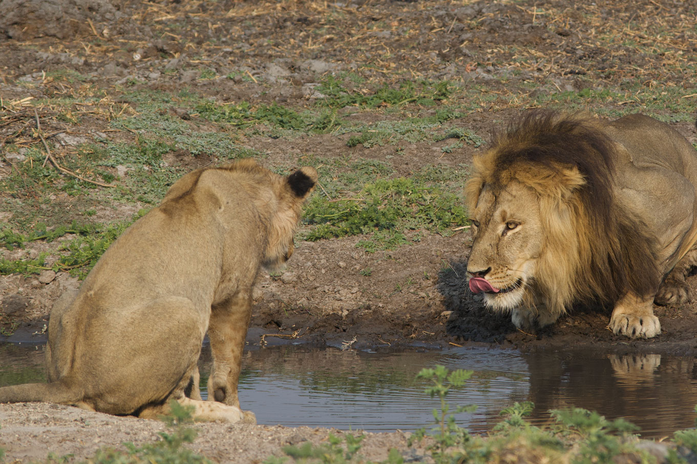 Kasonso Busanga Camp en Busanga Plains
