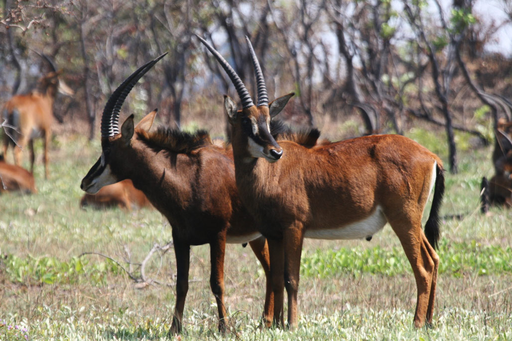 Kasonso Busanga Camp en Busanga Plains