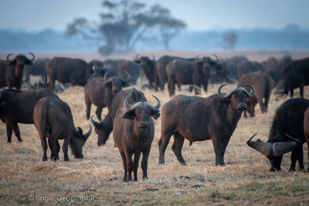 Kasonso Busanga Camp en Busanga Plains