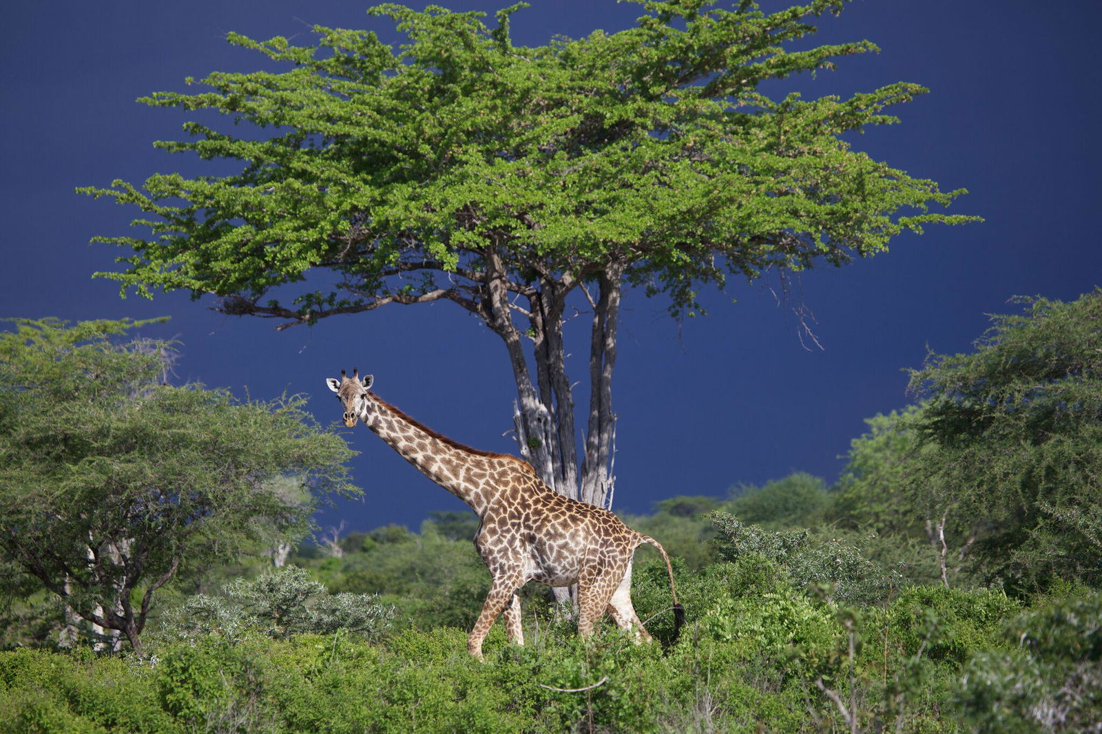 Katavi Wildlife Camp en Katavi