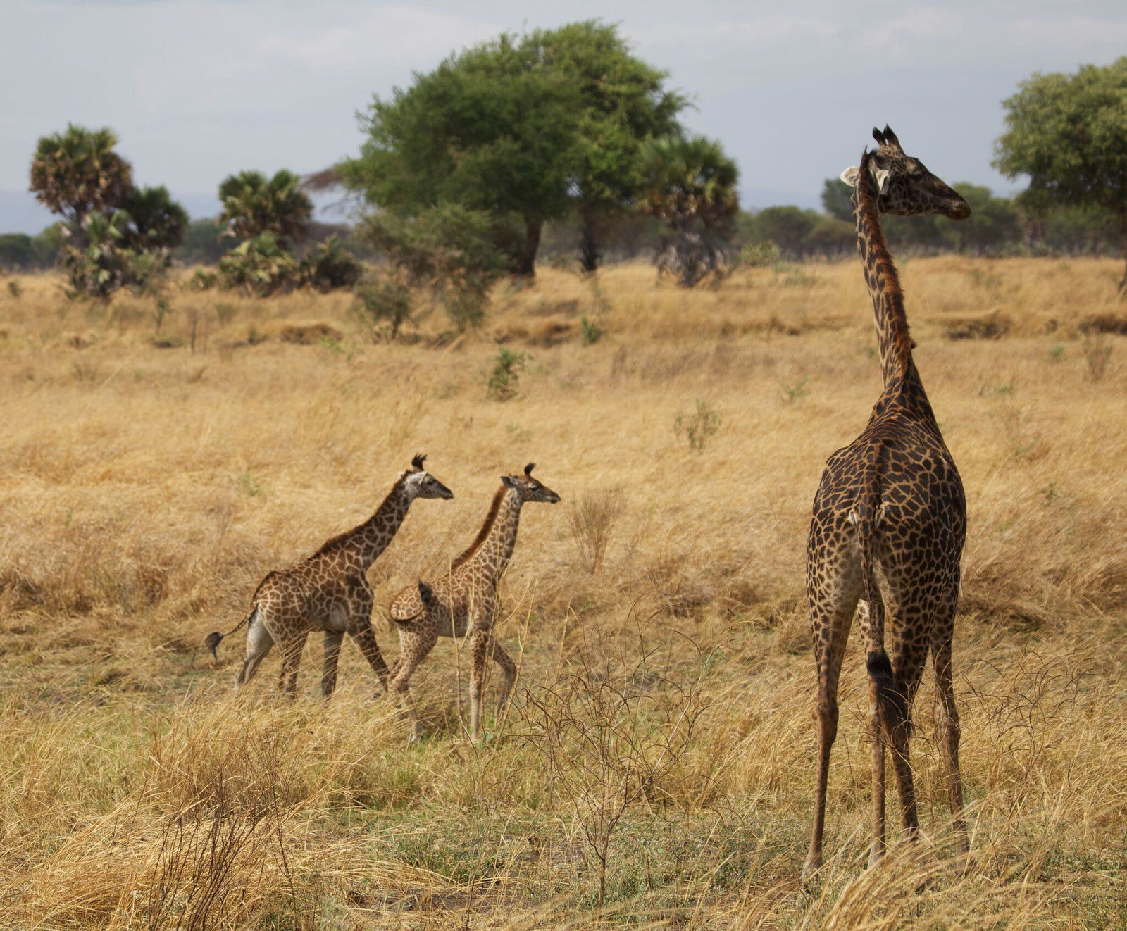 Katavi Wildlife Camp en Katavi