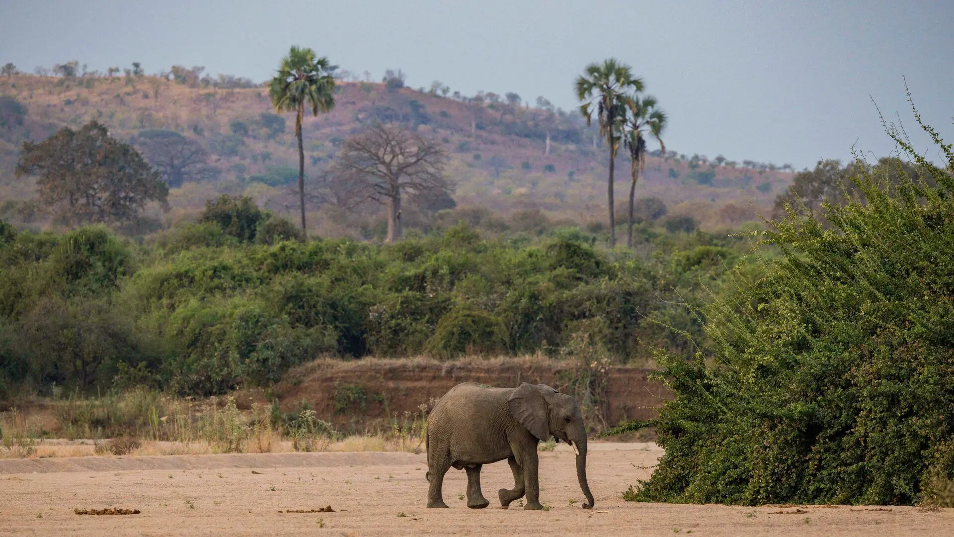 Asilia africa ruaha national park elephant jpg