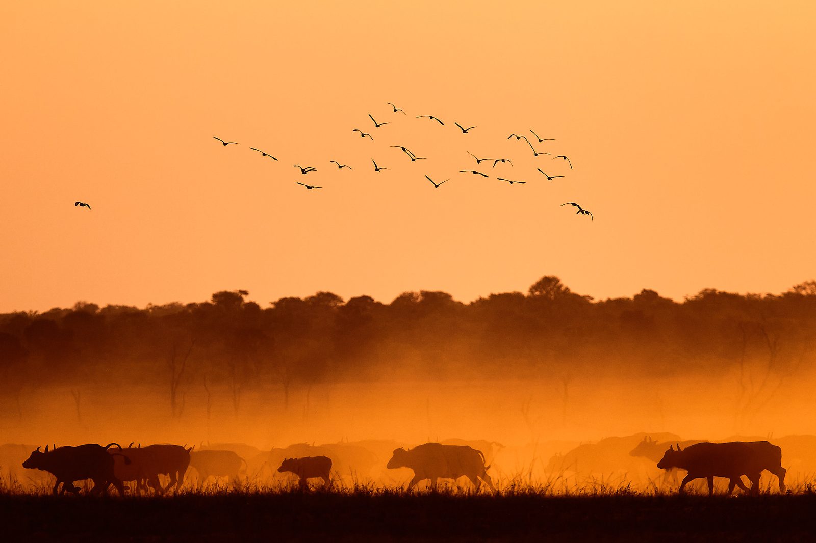 Konkamoya Lodge en Kafue