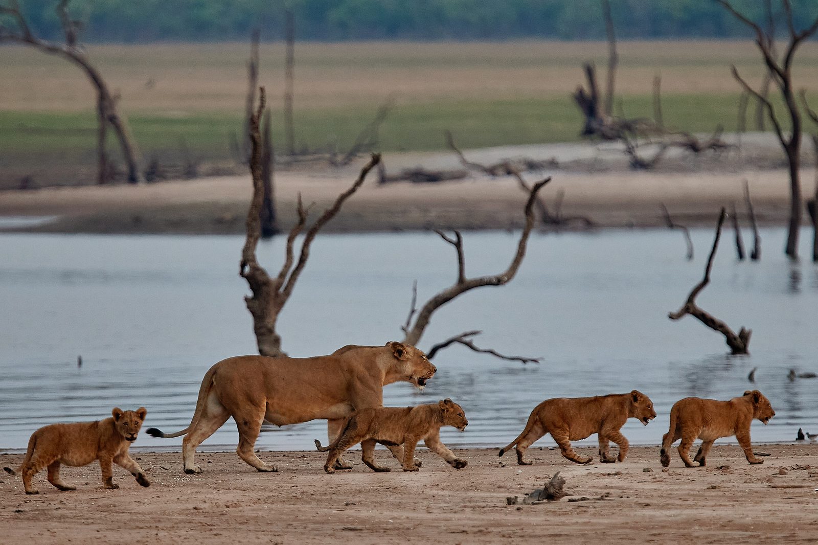 Konkamoya Lodge en Kafue
