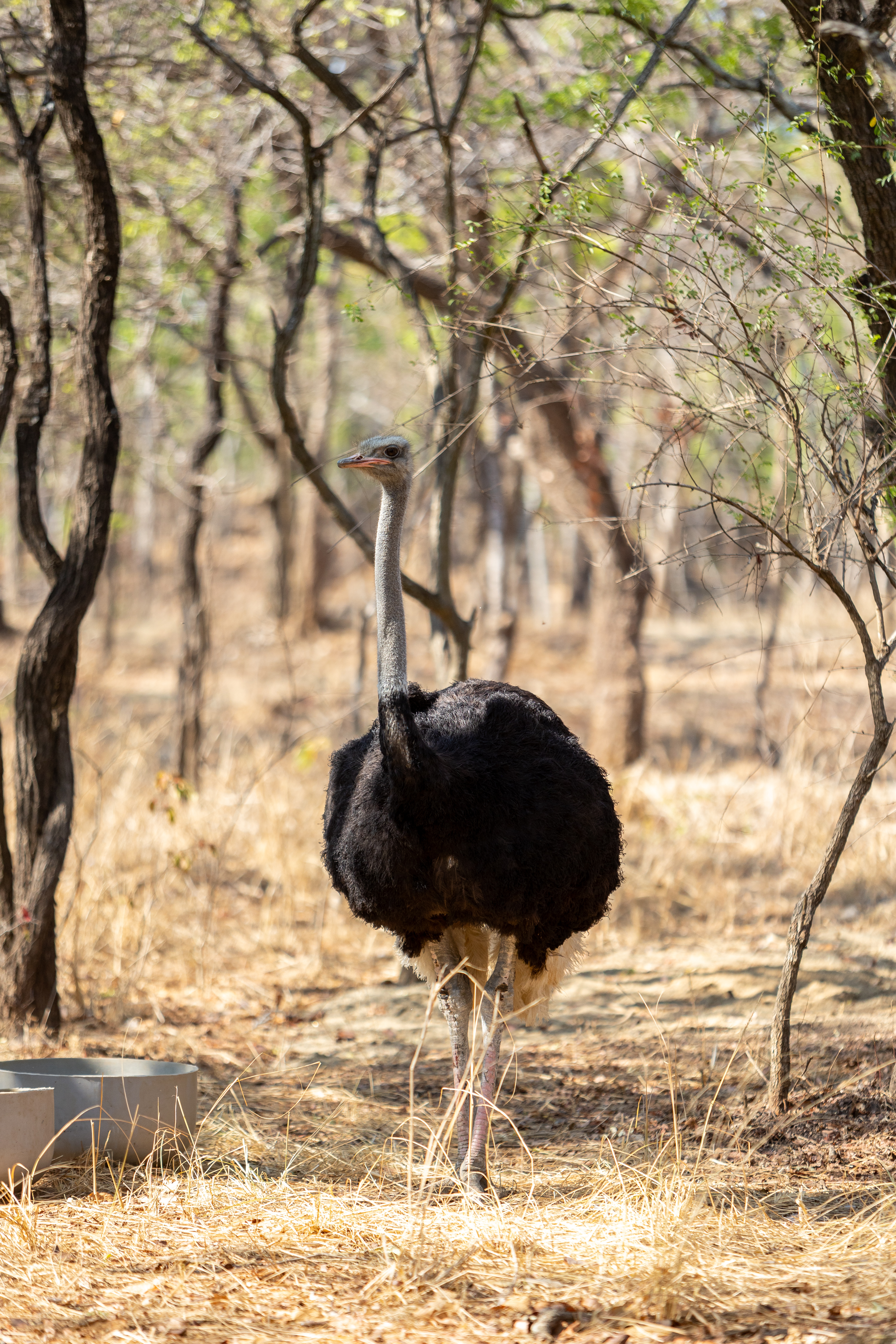 Kumbali Country Lodge en Lilongwe