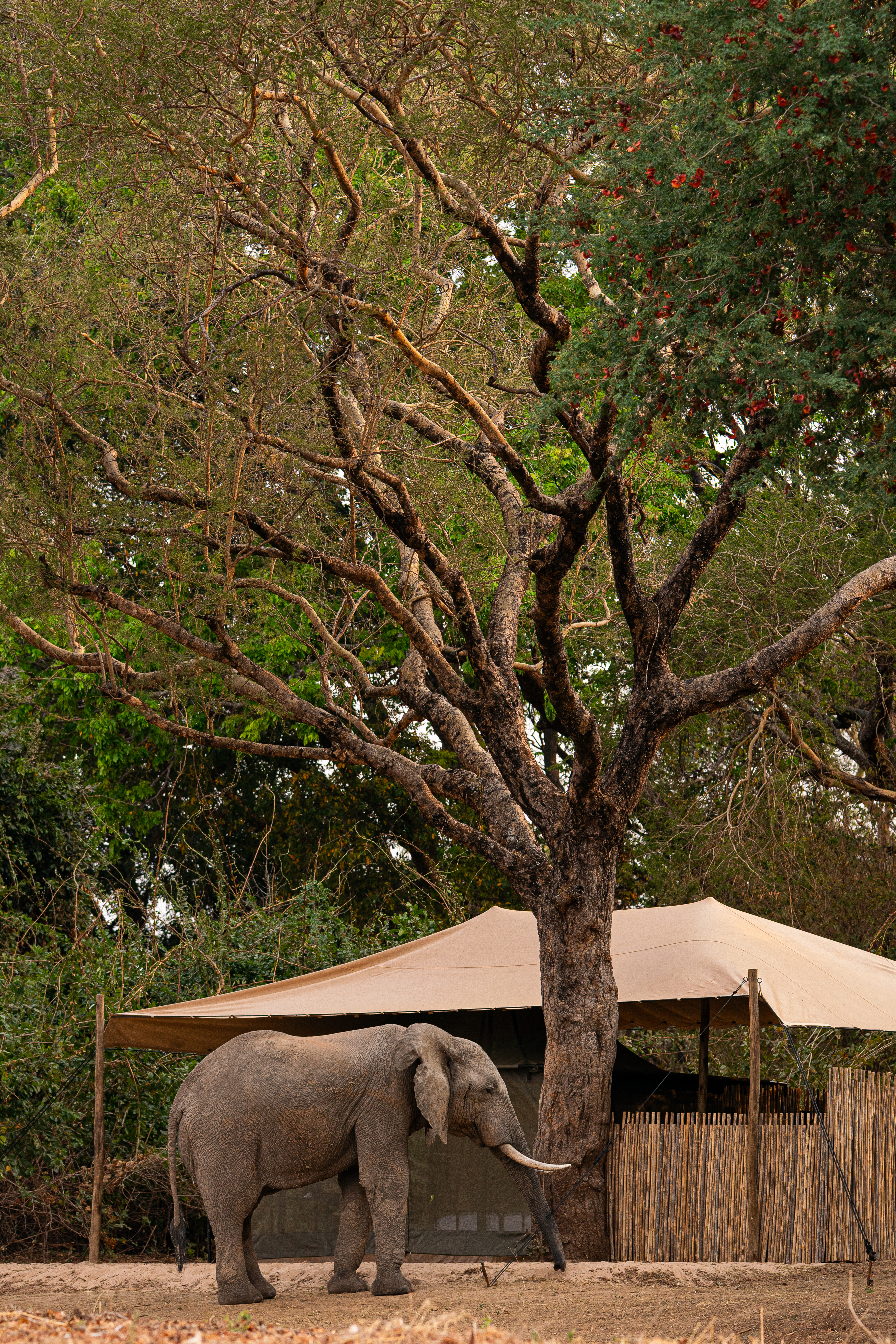 Kutandala Camp en North Luangwa