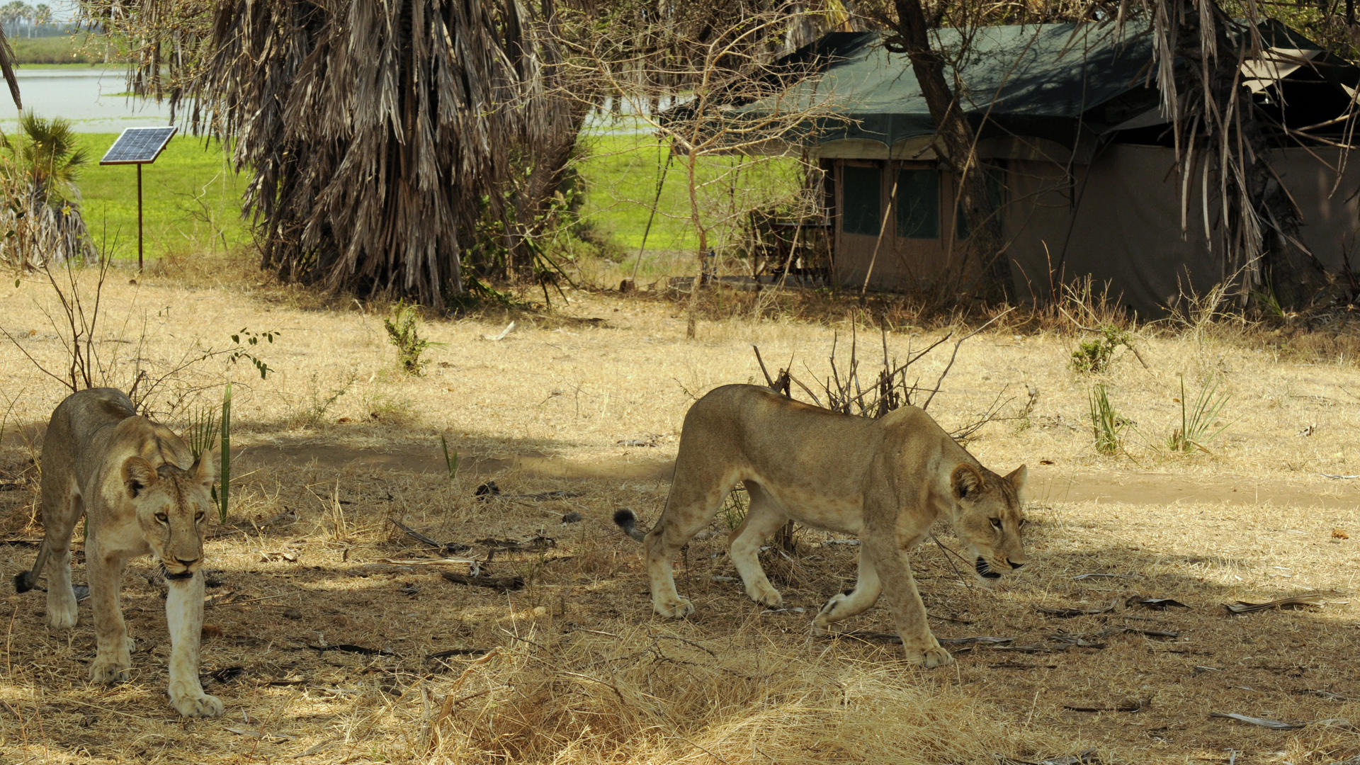 2 animals in camp 61