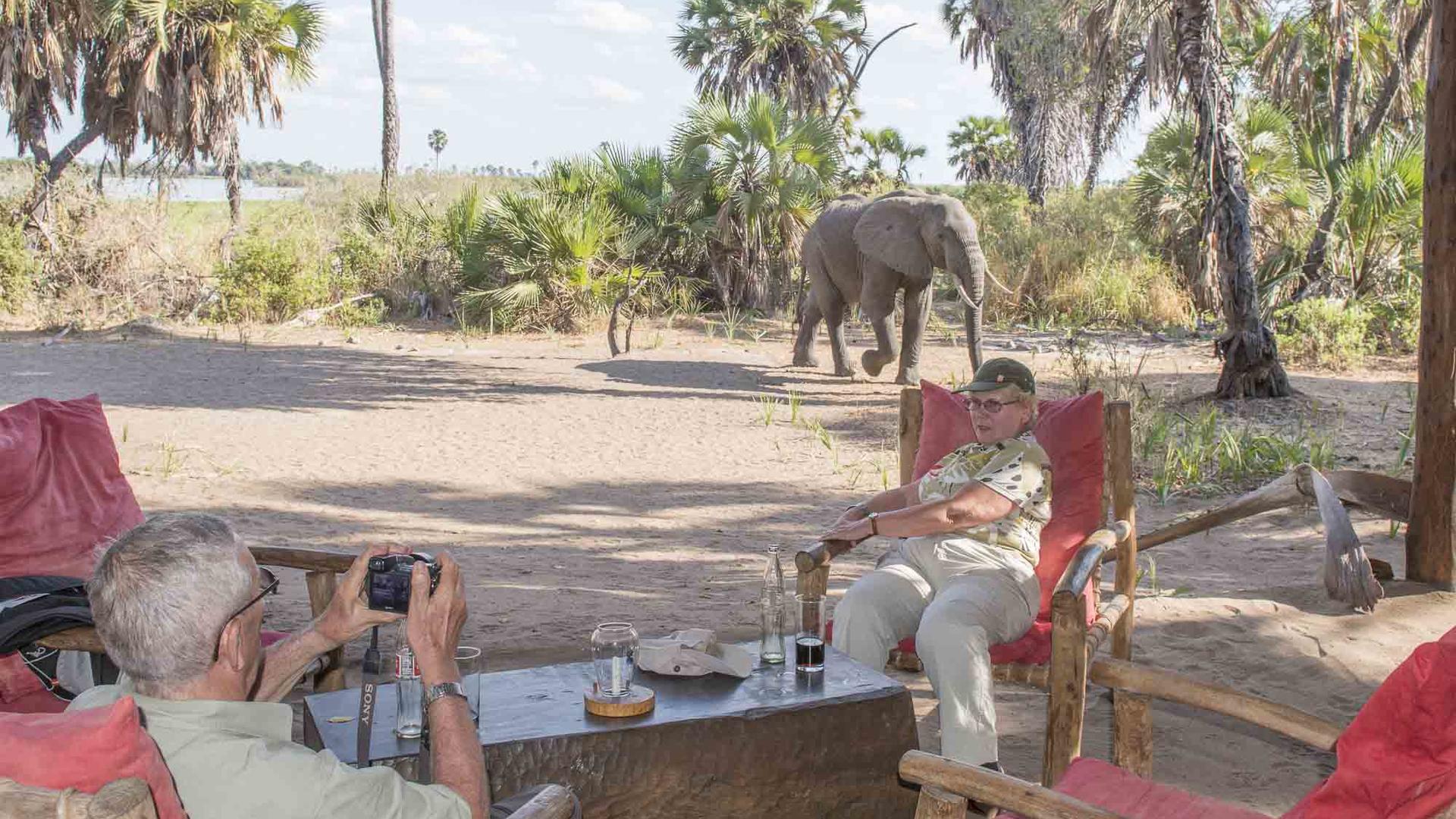 2 animal in camp 1