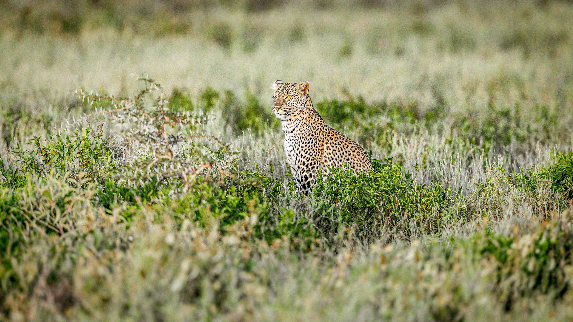 Legendary expeditions serengeti safaris wildlife scott ramsay9