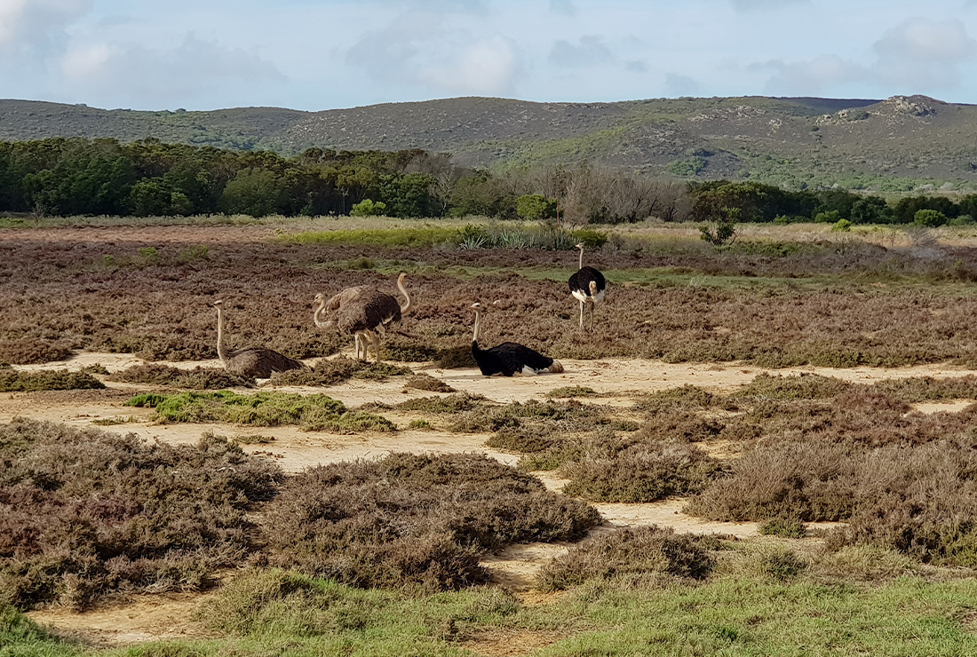 Mulitpurpose 1100x740 0000 17 lekkerwater beach lodge ostrich