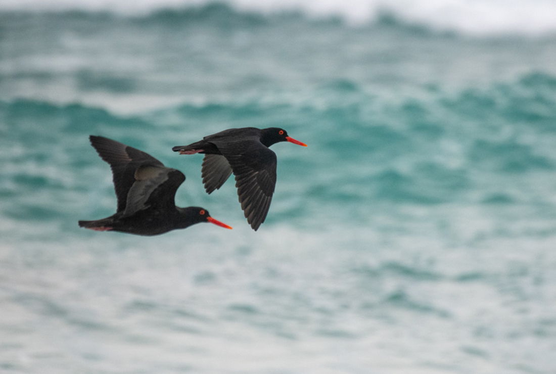 Mulitpurpose 1100x740 0003 sa lekkerwater david rogers l2 oystercatcher1