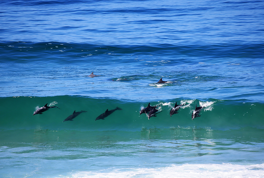 Mulitpurpose 1100x740 0009 sa lekkerwater colin bell l4 dolphin1