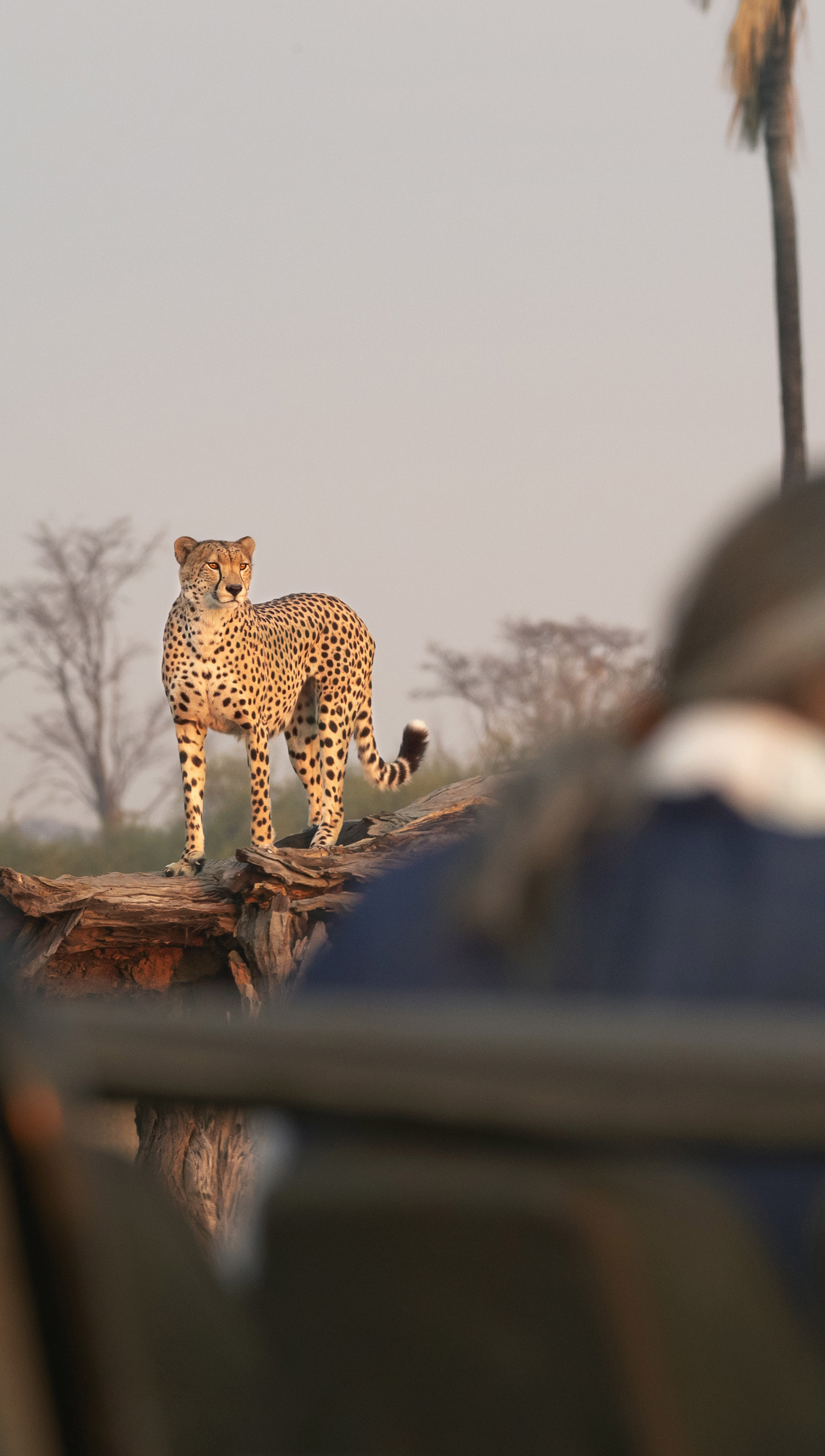 Little Makalolo Camp en Hwange