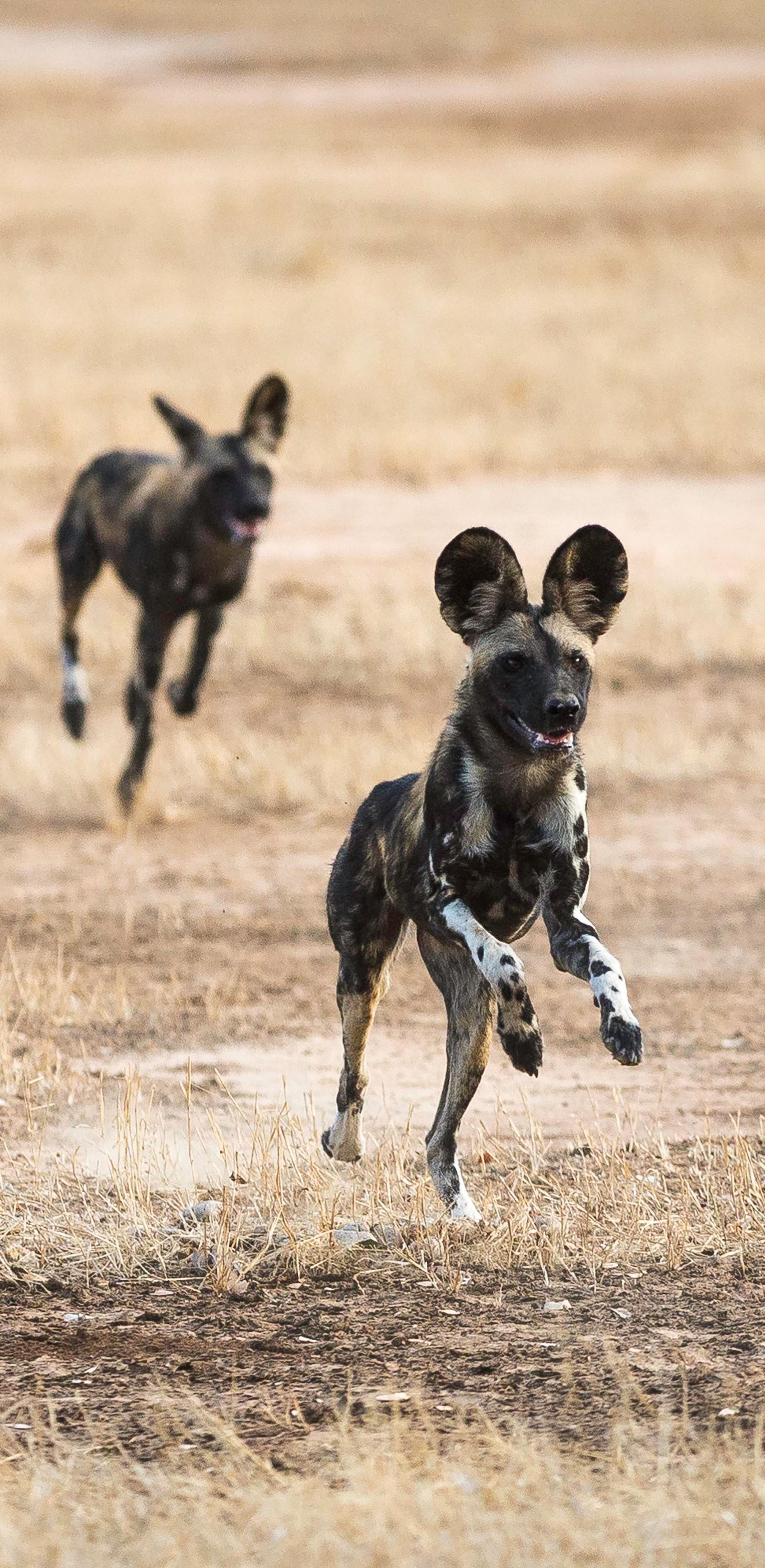 Little Ruckomechi Camp en Mana Pools