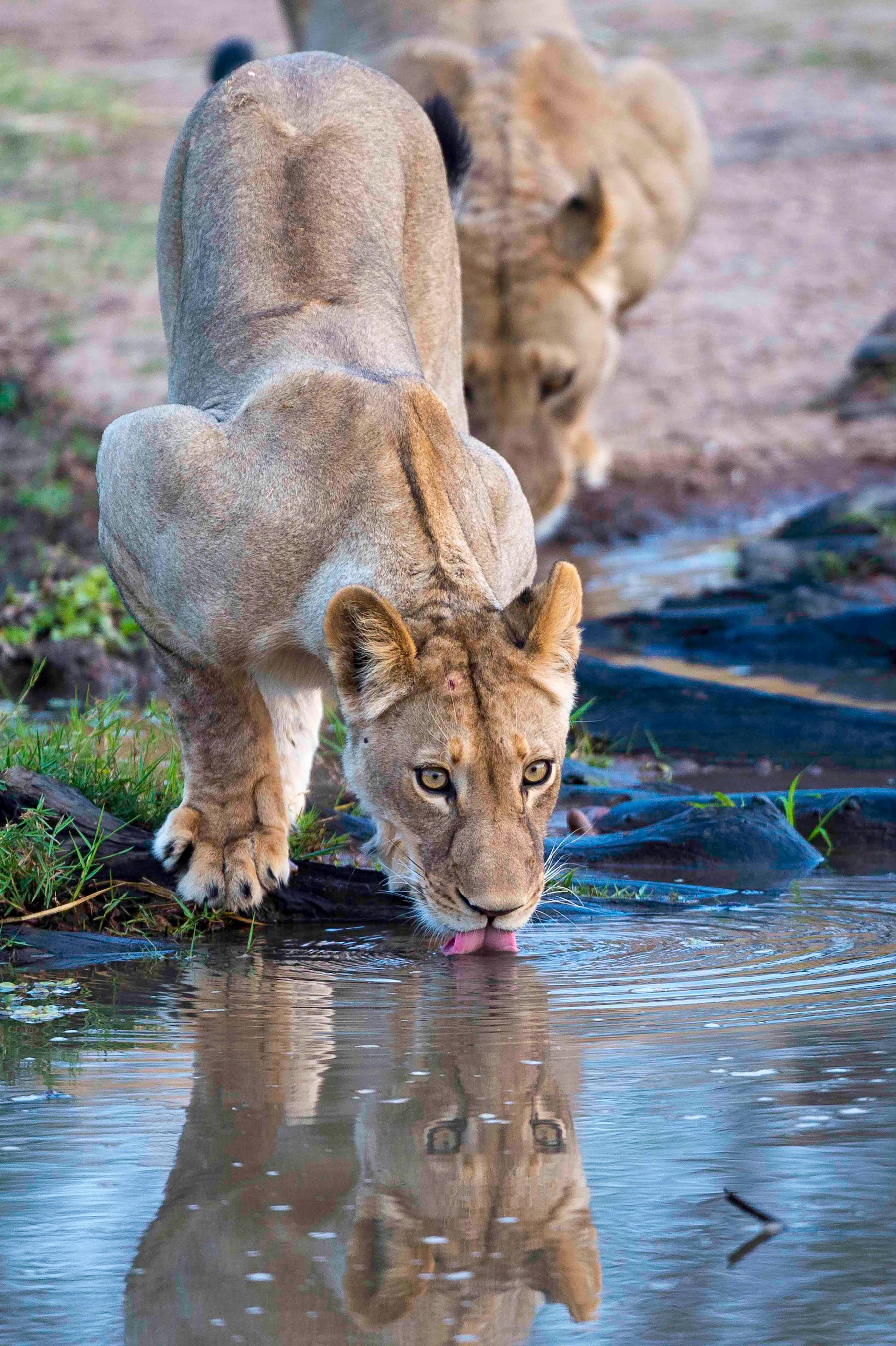 Little Ruckomechi Camp en Mana Pools