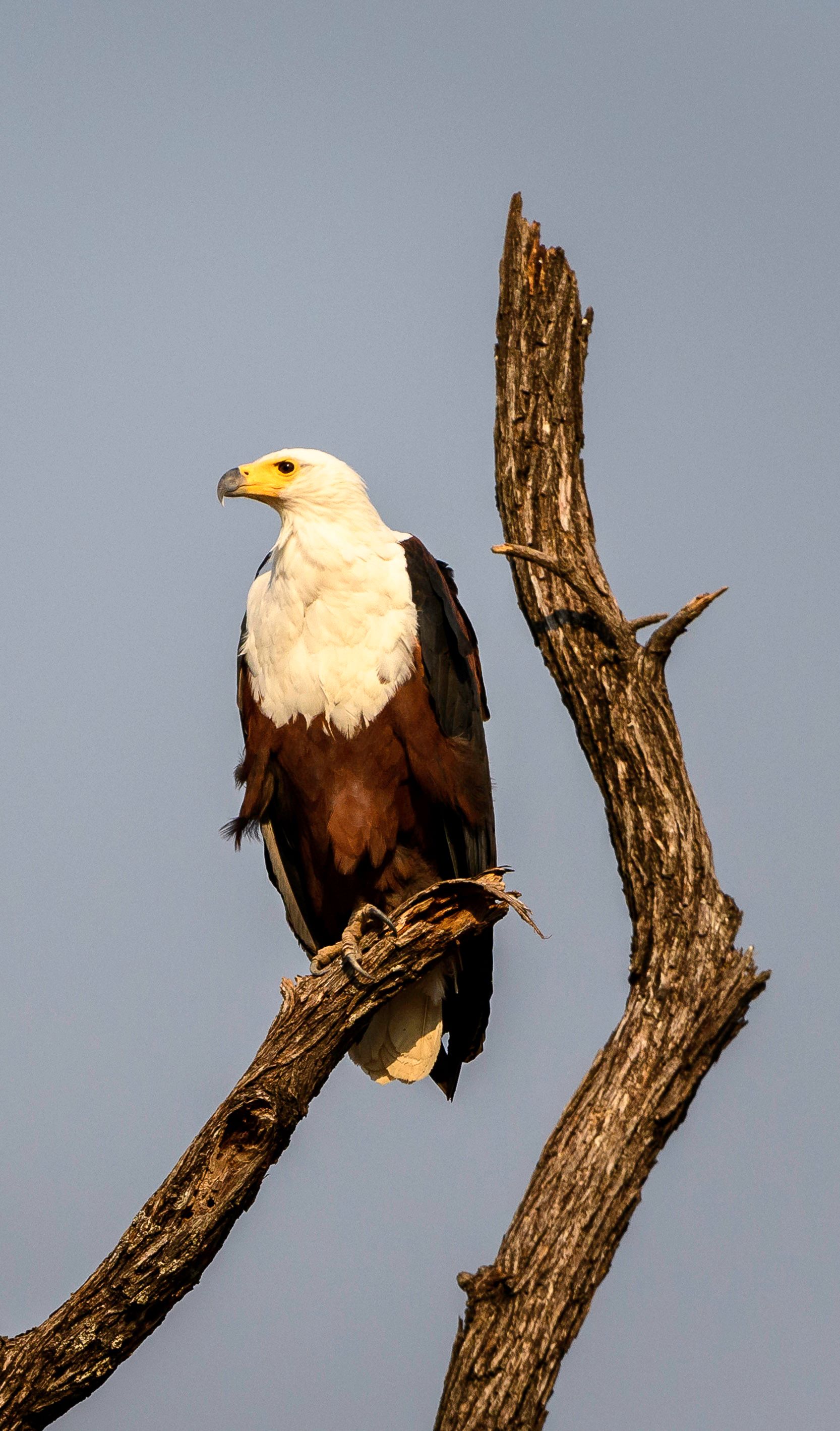 Little Ruckomechi Camp en Mana Pools