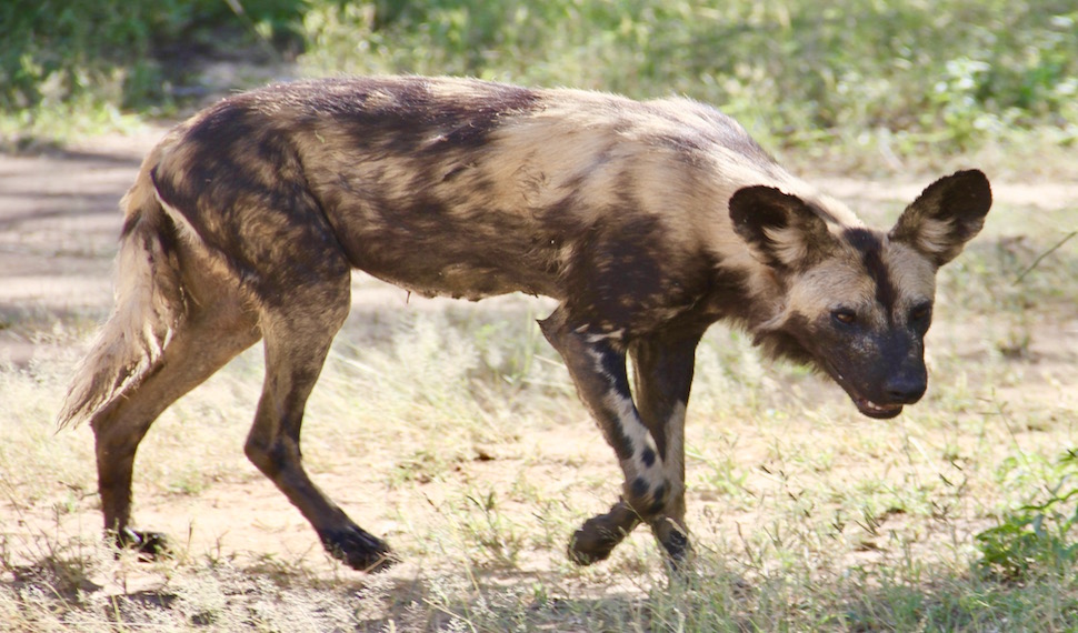 Rare wild dog