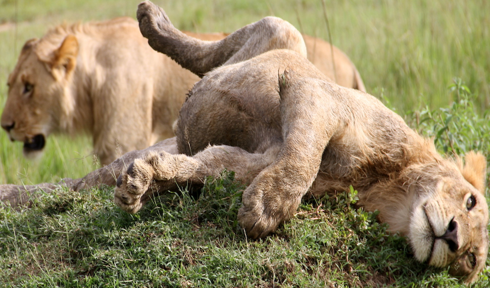 Young lions 1