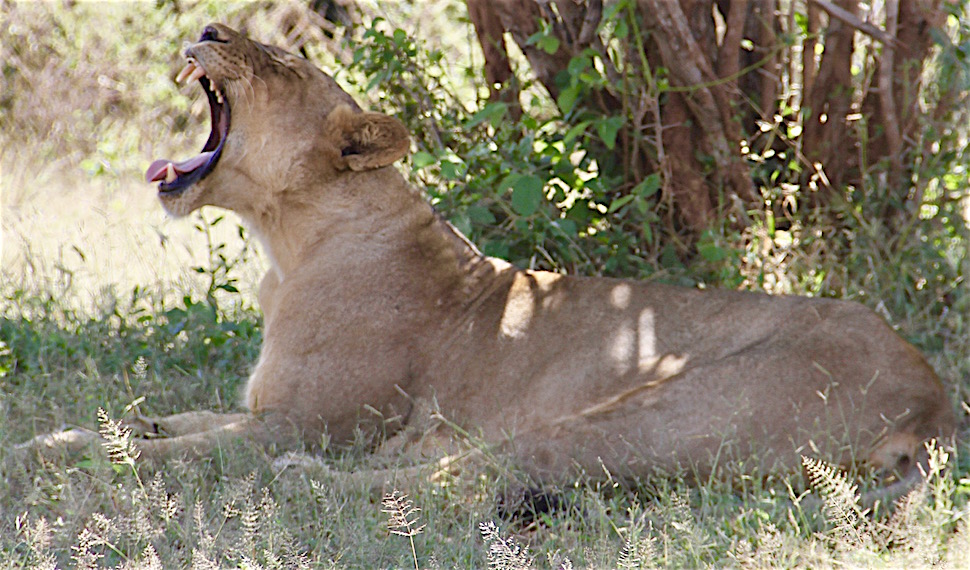 Lioness yawns