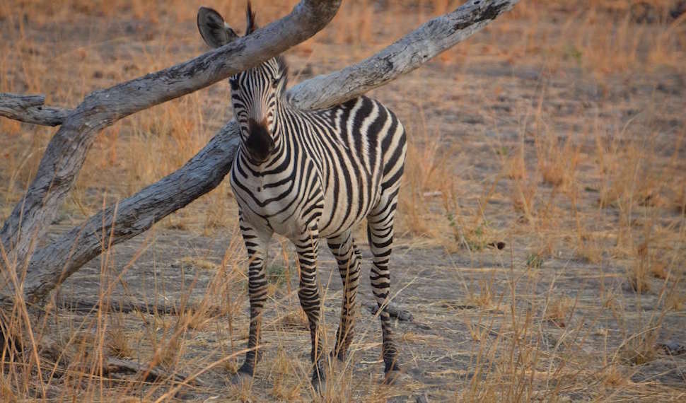 Young zebra