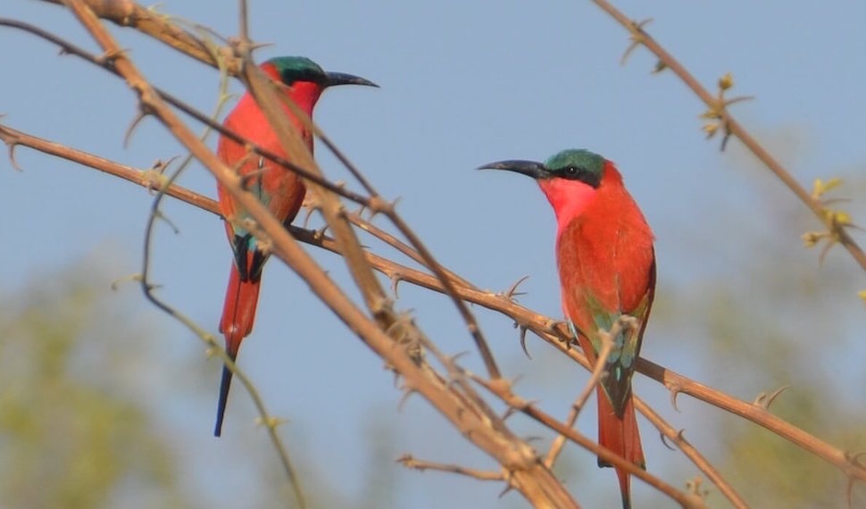 Lower Zambezi Lodge en Lower Zambezi