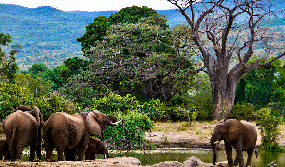 Lower zambezi lodge may 5
