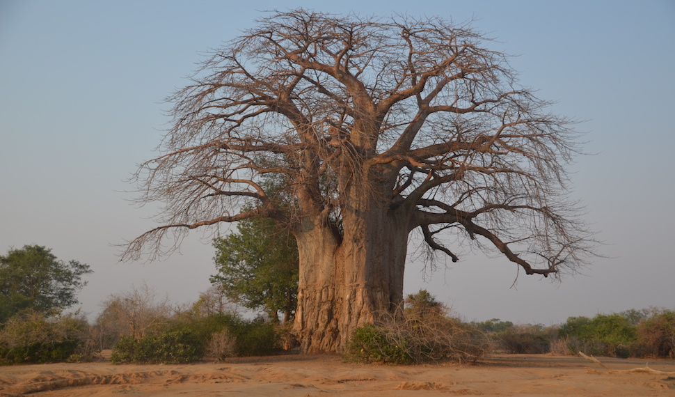 Old baobab gma