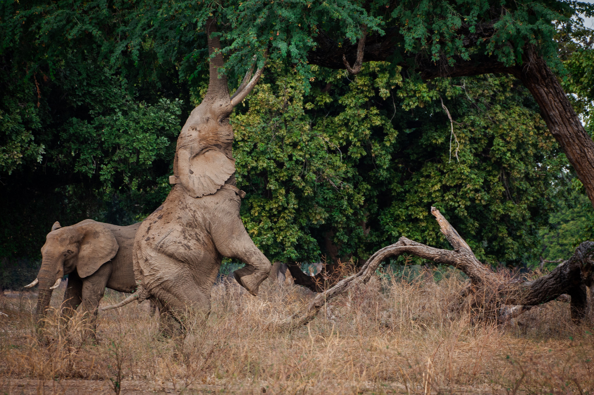Mana River Camp en Mana Pools