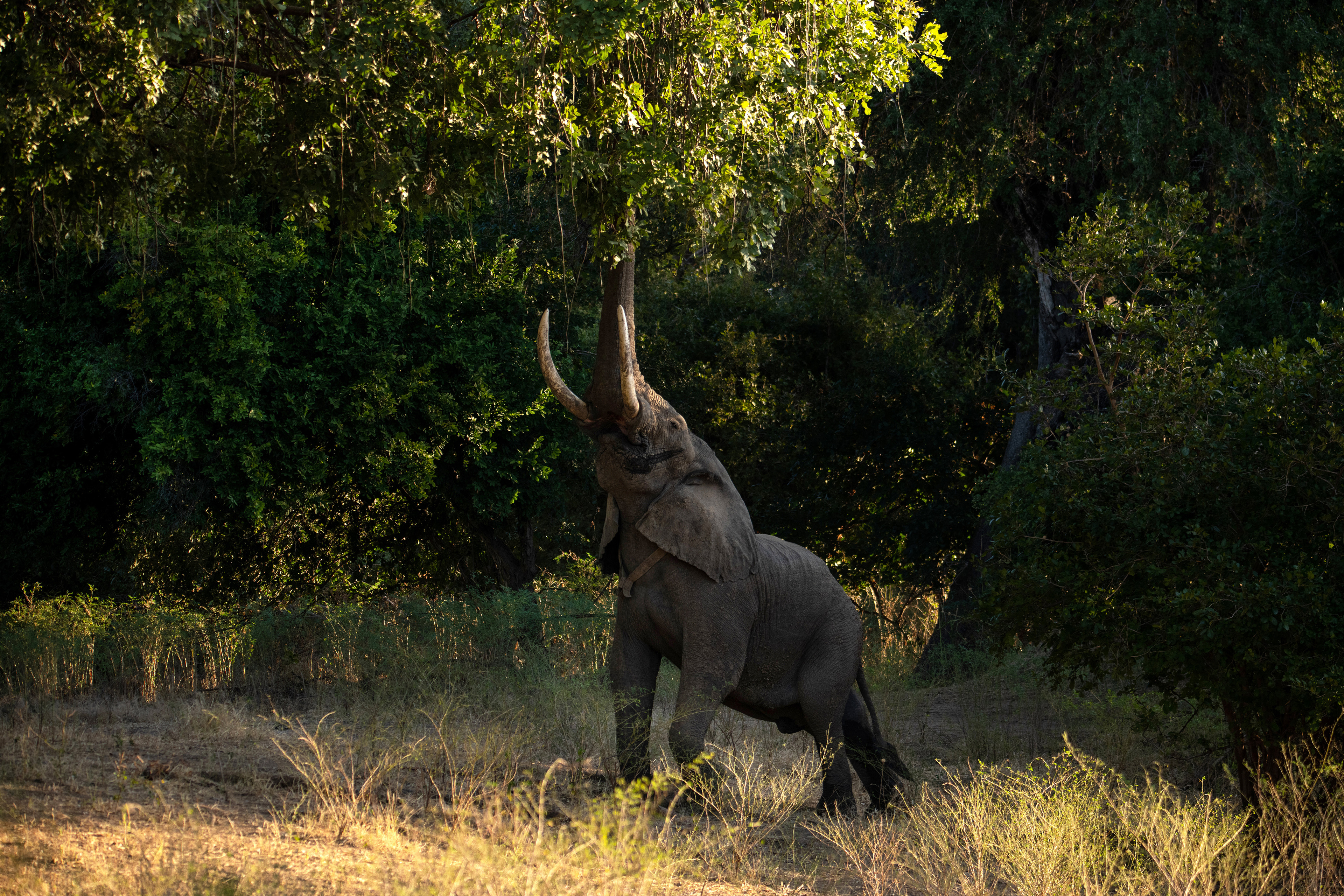 Mana River Camp en Mana Pools