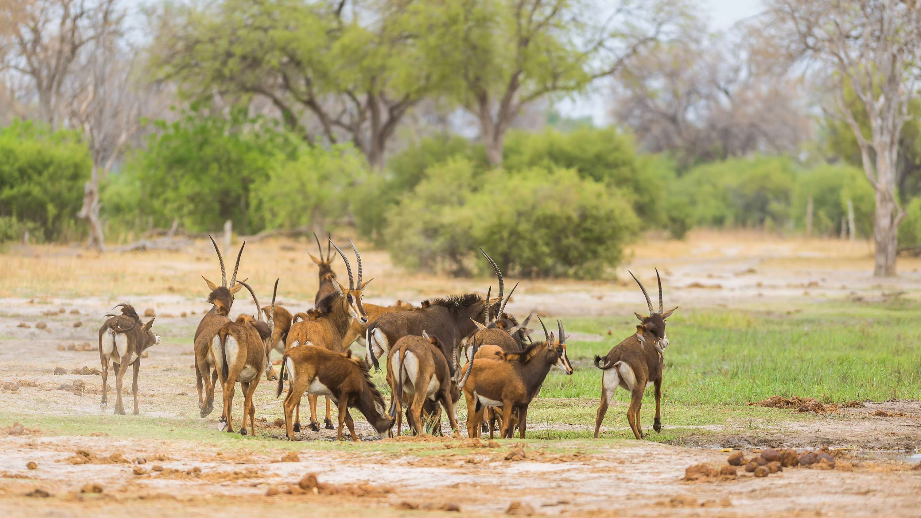 Mana River Camp en Mana Pools