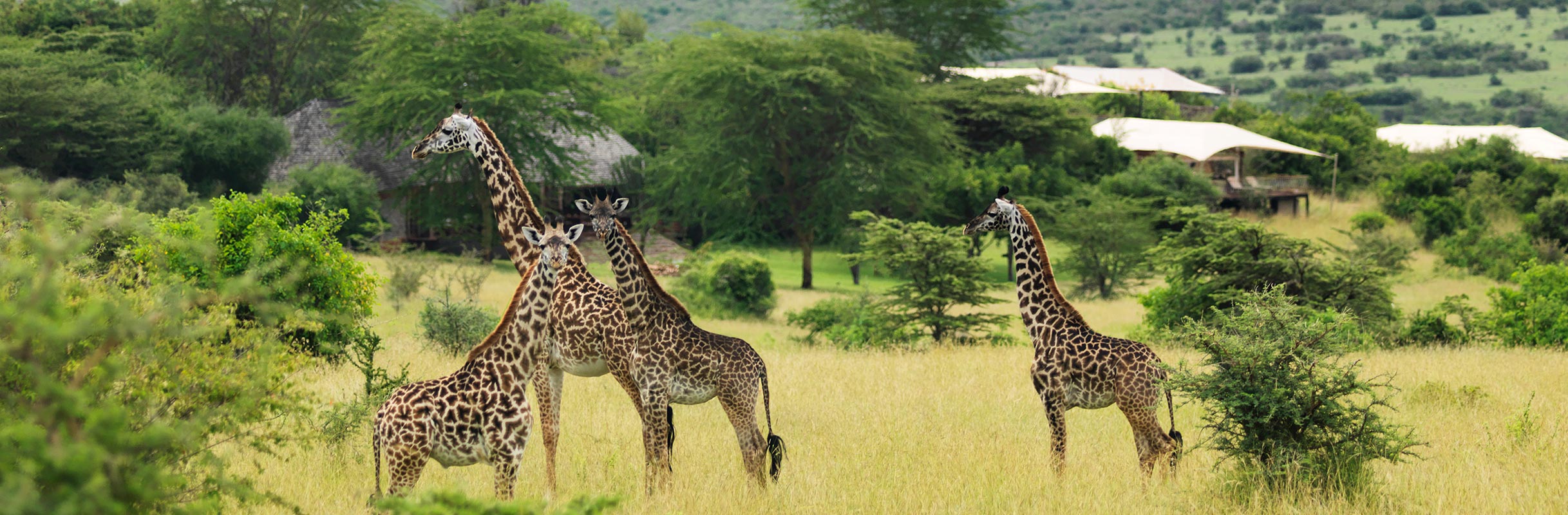 Mara Bushtops en Masai Mara