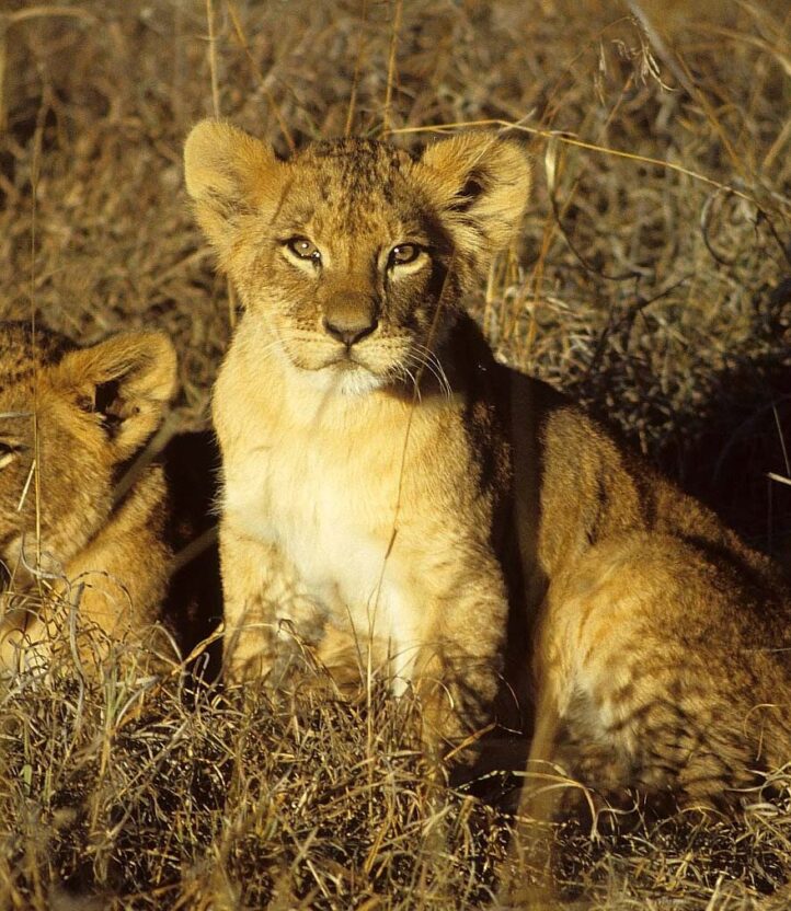 Lion cub sunrise light e1600124432332