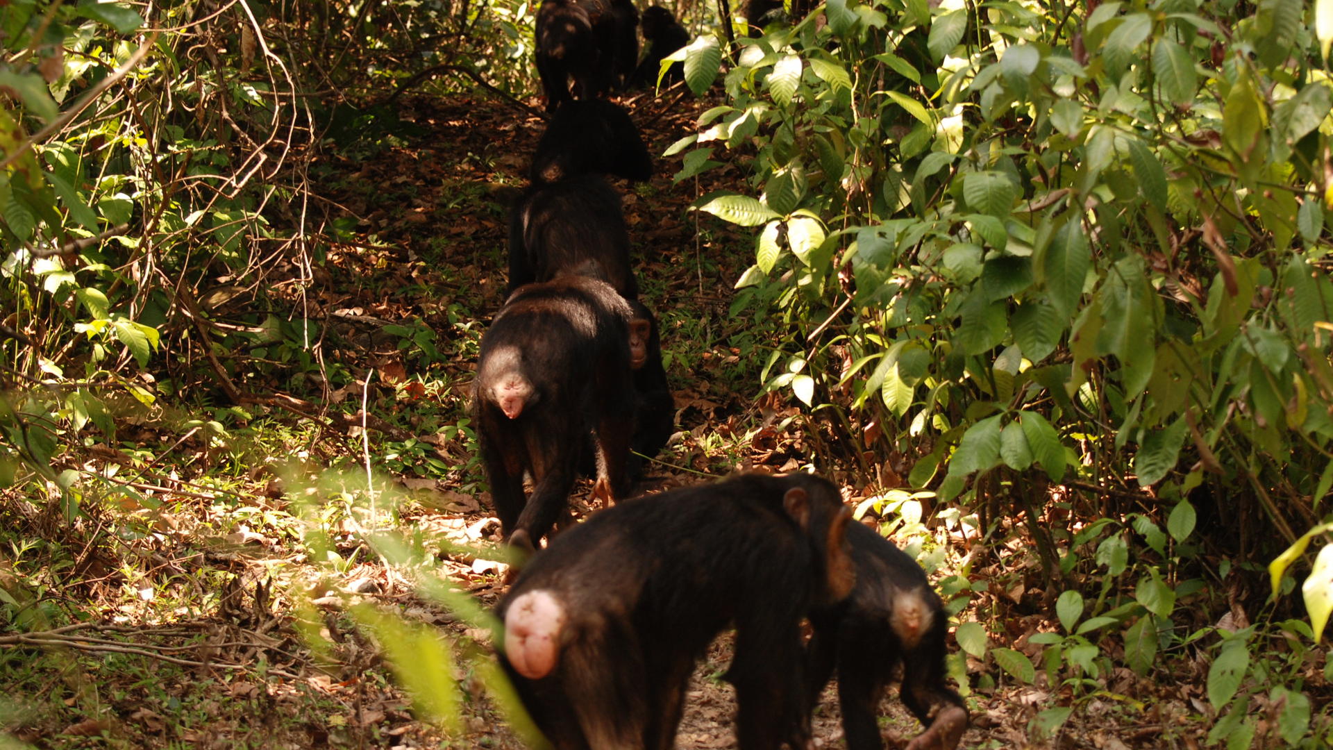 Mm gombe chimps5