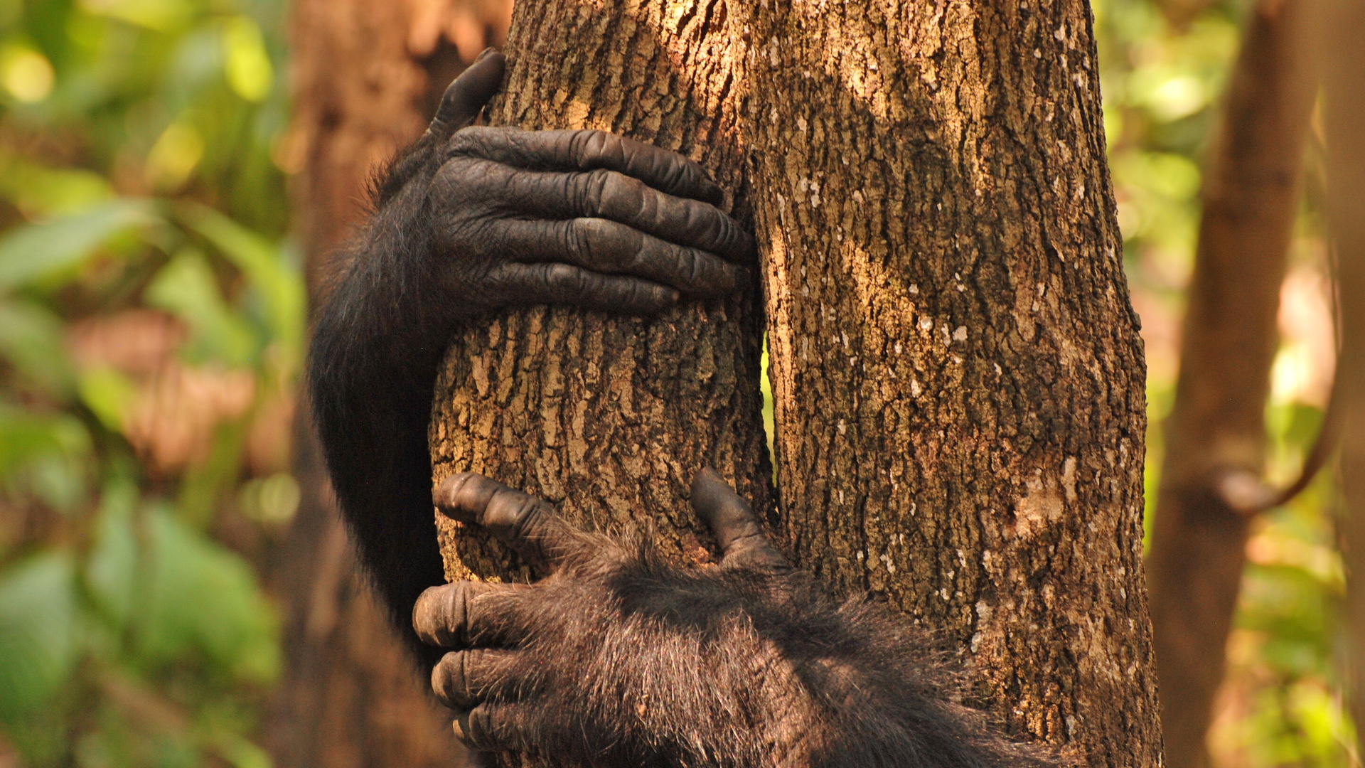 Mm gombe chimps8