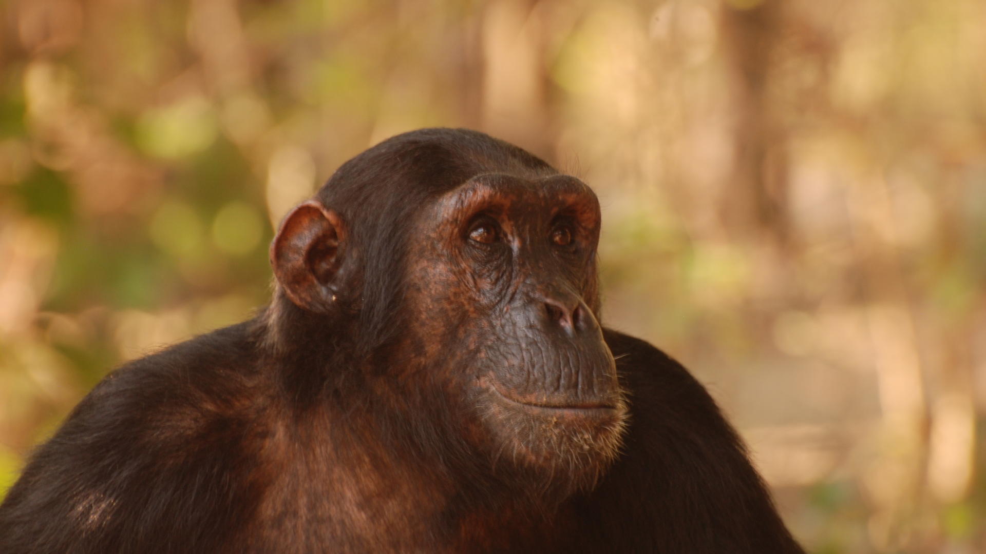 Mm gombe chimps9