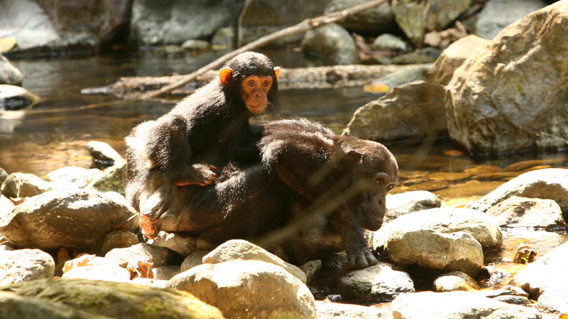 Mbali Mbali Gombe en Gombe National Park, Tanzania