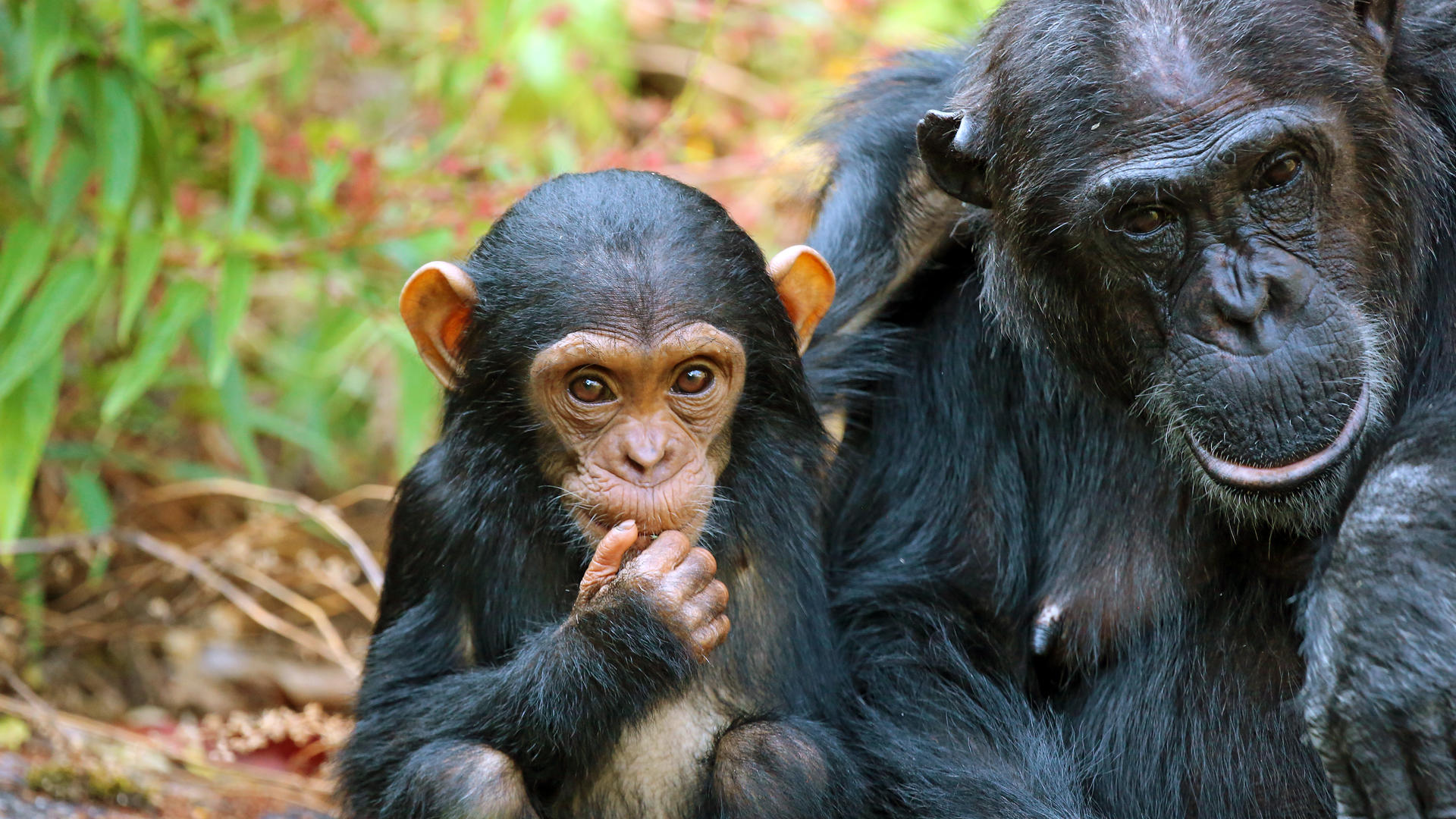 Mm mahale chimps93