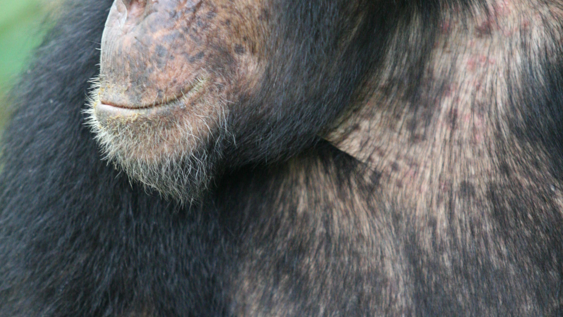 Mm mahale chimps13
