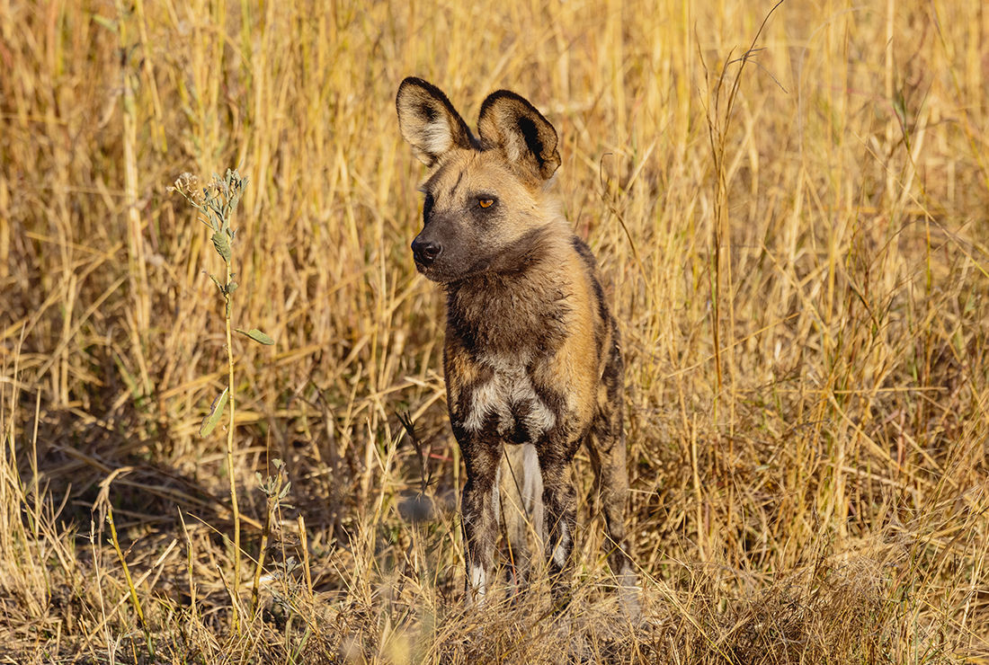 Mulitpurpose 1100x740 0010 mbamba wild dog 4