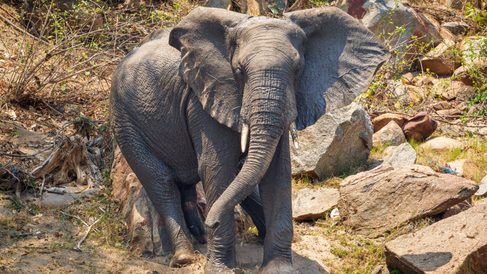 Mkulumadzi Lodge en Reserva de Vida Silvestre de Majete