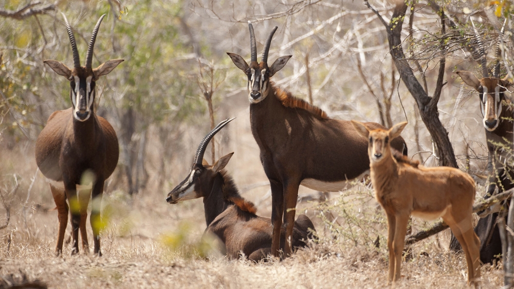 Mkulumadzi Lodge en Reserva de Vida Silvestre de Majete