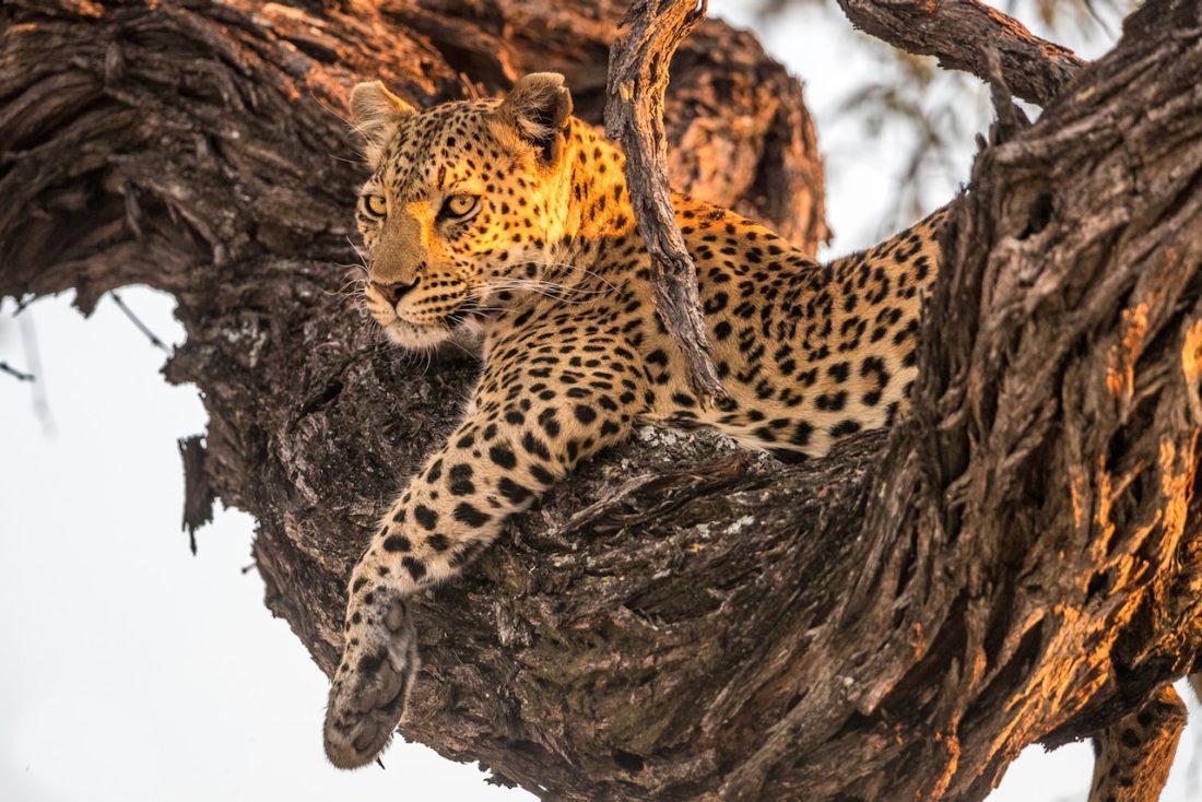 Mokolwane en Delta Okavango