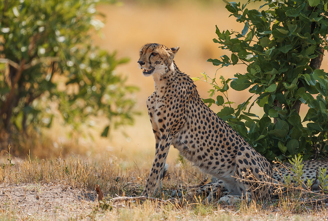 Mulitpurpose 1100x740 0005 bots mokolwane jack swynnerton l4 cheetah 2 1