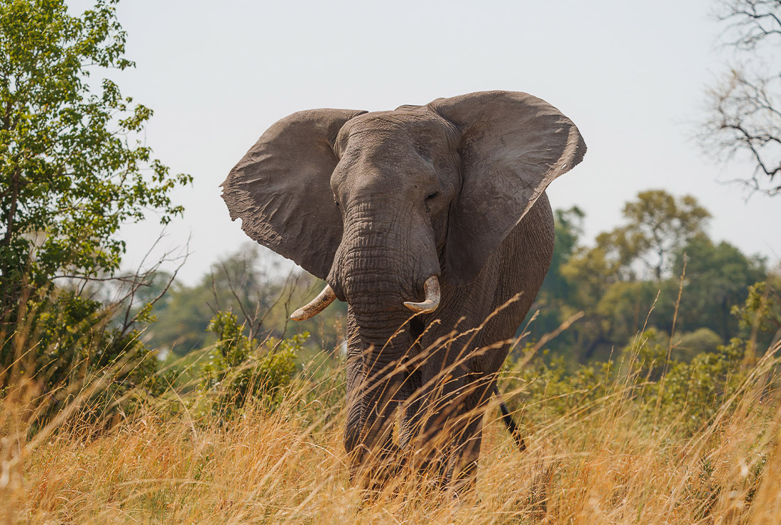 Mulitpurpose 1100x740 0004 bots mokolwane jack swynnerton l4 elephant 5 1