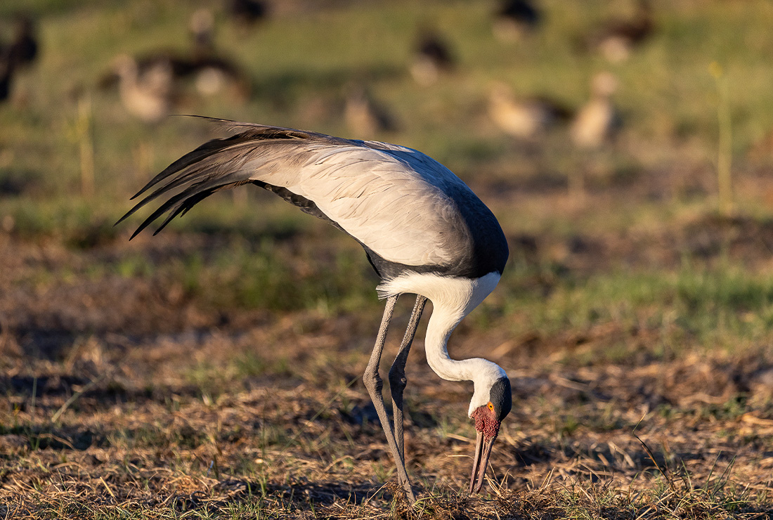 Mulitpurpose 1100x740 0005 bots mokolwane martin harvey l4 stork1