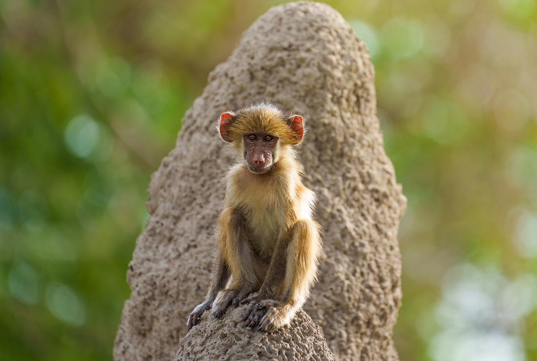 Mulitpurpose 1100x740 0006 bots mokolwane jack swynnerton l4 baboon 1
