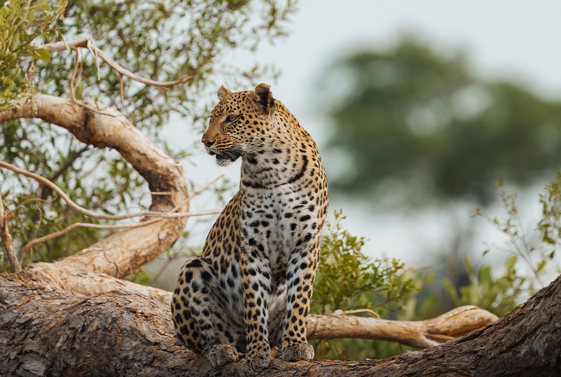 Mulitpurpose 1100x740 0003 bots mokolwane jack swynnerton l4 leopard 3